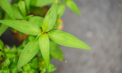 Vietnamese Coriander - How Do You Use, Care And Growing | Gardender