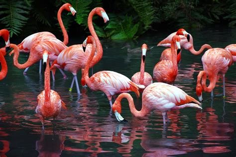 Total 120+ imagem plano de fundo flamingo - br.thptnganamst.edu.vn