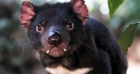 After 3,000 Years, Tasmanian Devils Make a Comeback on Mainland Australia