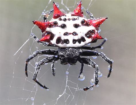 Amazing Spiders: Strange and Interesting Arachnid Facts - Owlcation