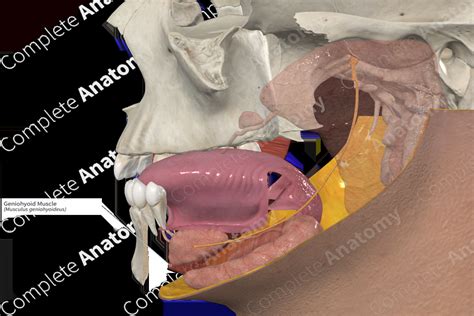 Geniohyoid Muscle | Complete Anatomy