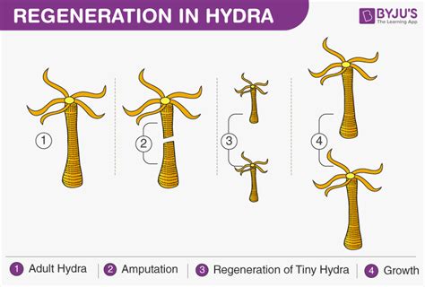 Fragmentation- Fragmentation in Animals and in Plants