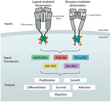 Receptor Tyrosine Kinase Structure