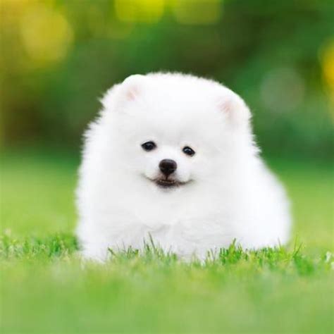 What Are Those Fluffy White Dogs Called