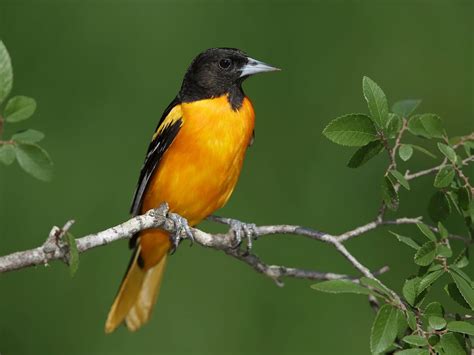 Baltimore Oriole Migration: A Complete Guide | Birdfact