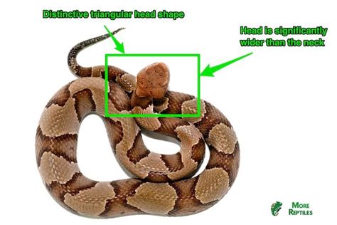 5 Ways To Identify A Baby Copperhead With Pictures - More Reptiles