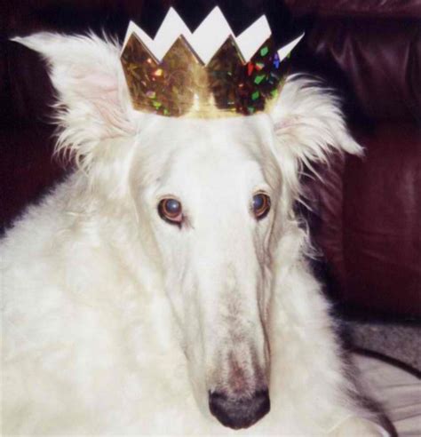 Pin by 𓁹 on The Doghouse [FMNC] | Borzoi dog, Silly animals, Cute animals