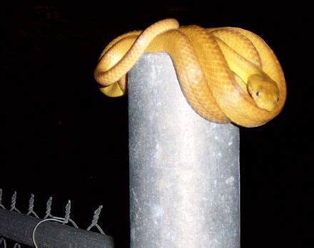 Brown tree snake - Simple English Wikipedia, the free encyclopedia