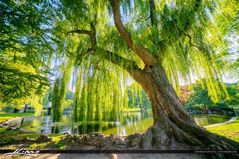 Wispering Willow Tree Boston Public Garden | HDR Photography by Captain ...