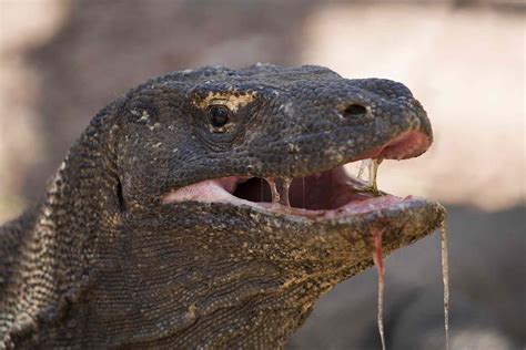 12 Surprising Facts About Komodo Dragons (2022)