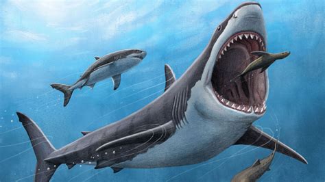 Megalodon sharks may have become megapredators by running hot