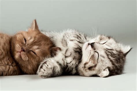 Cute Kitten Wallpapers - Top Những Hình Ảnh Đẹp