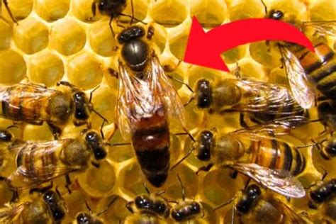 Cómo son las abejas | Características de las abejas