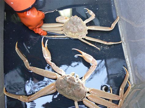 Southeast sees record tanner crab harvest