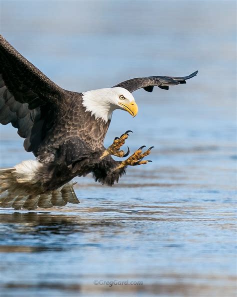 Bald Eagle catching fish — Greg Gard