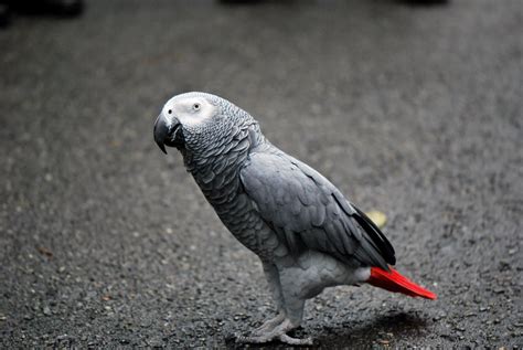 Grey Parrot | Karen Neoh | Flickr