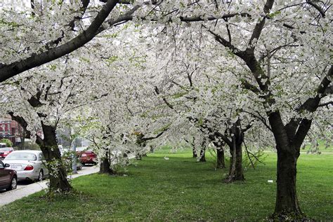 File:Cherry blossom trees during the spring..jpg - Wikimedia Commons