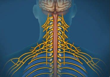 The Somatic Nervous System: Characteristics and Functions