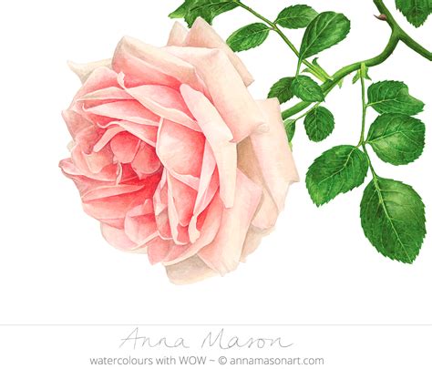 Portfolio - Anna Mason Art | Botanical illustration watercolor ...