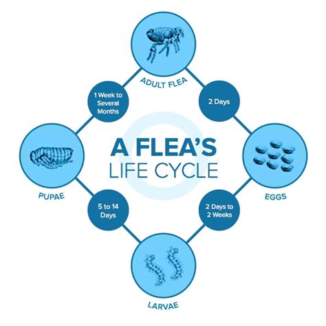 Understanding the Flea Life Cycle | PetMD