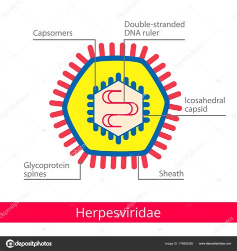 Herpesviridae. Classification des virus . image vectorielle par Marina ...