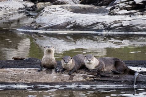 River Otters in Redwood National Park, California - Anne McKinnell ...