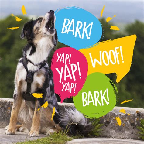 3 Ways To Stop Your Dog From Barking – Absolute Dogs