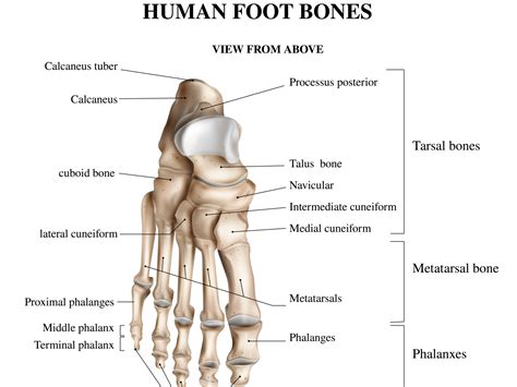 Foot bones anatomy composition by Macrovector on Dribbble