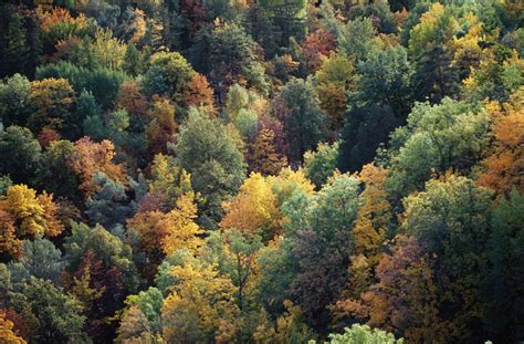 Trees In Temperate Forests