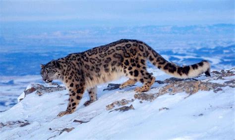 The Snow Leopard: All You Need To Know