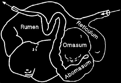 1. Structure of the ruminant stomach. | Download Scientific Diagram