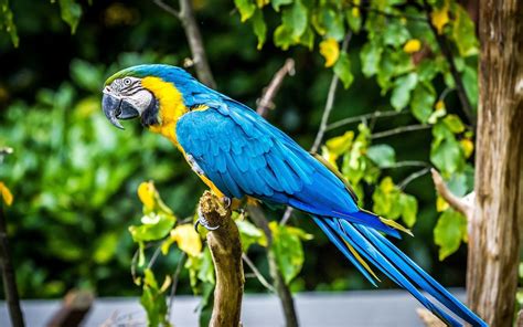 Blue macaw bird, parrot, birds, animals, macaws HD wallpaper ...