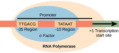 Components of Transcription factors - TRANSCRIPTION FACTORS (PROKARYOTES)