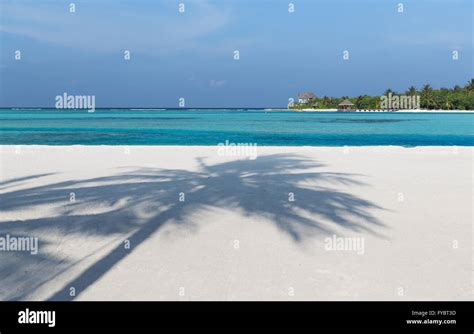 maldives island beach with palm tree and villa Stock Photo - Alamy