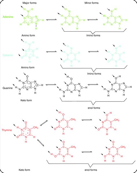 Structures and tautomeric equilibria of the DNA bases. Atoms within ...