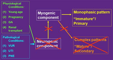 Functional Anatomy of the Vesicoureteric Junction: Implication on the ...