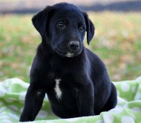 Borador (Border Collie-Lab Mix) Info, Puppies, Temperament, Pictures