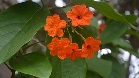 Cordia flowers fun facts – Plant ID