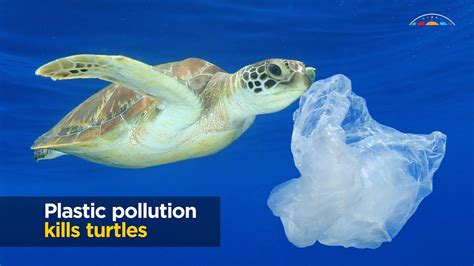 Turtles and plastic pollution - YouTube