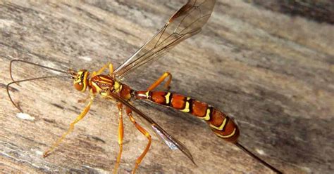 Ichneumon Wasp: How To Control Garden Pests With Megarhyssa Macrurus