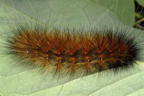 Yellow Bear Virginia Tiger Moth Caterpillar - Stock Image - Z355/1798 ...