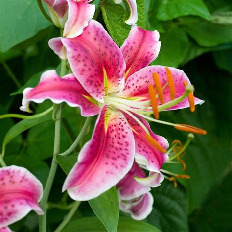 tiger lillies | Pink Tiger Lily #689: Photo by Photographer Kathy B ...