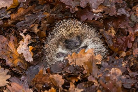 10 Dieren die een winterslaap houden - Dierenfun