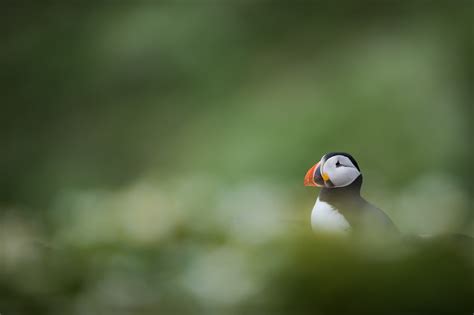 9 Things to Know to Get Great Seabird Photos - Nature TTL