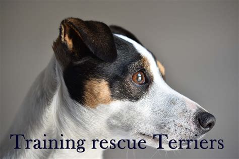 Training Rescue Terriers: a complete guide - The Happy Puppers