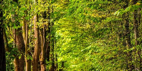 Forest Meditation Walks - Columbia Valley Pioneer