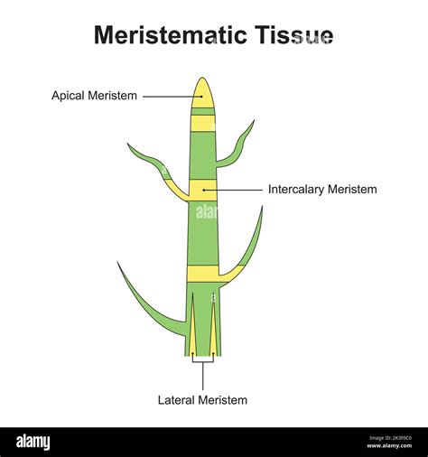 Meristematic Tissue In Plants Diagram