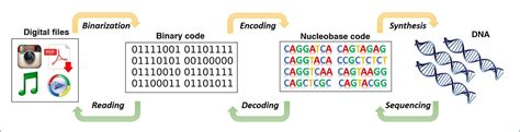 FROM PUNCH CARD TO DNA DATA STORAGE – The Zerone – Medium