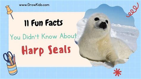 11 (New) Harp Seal Facts You Didn't Know [Must Check #7] - YouTube