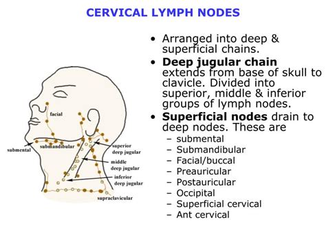 Cervical Lymph Node Drainage